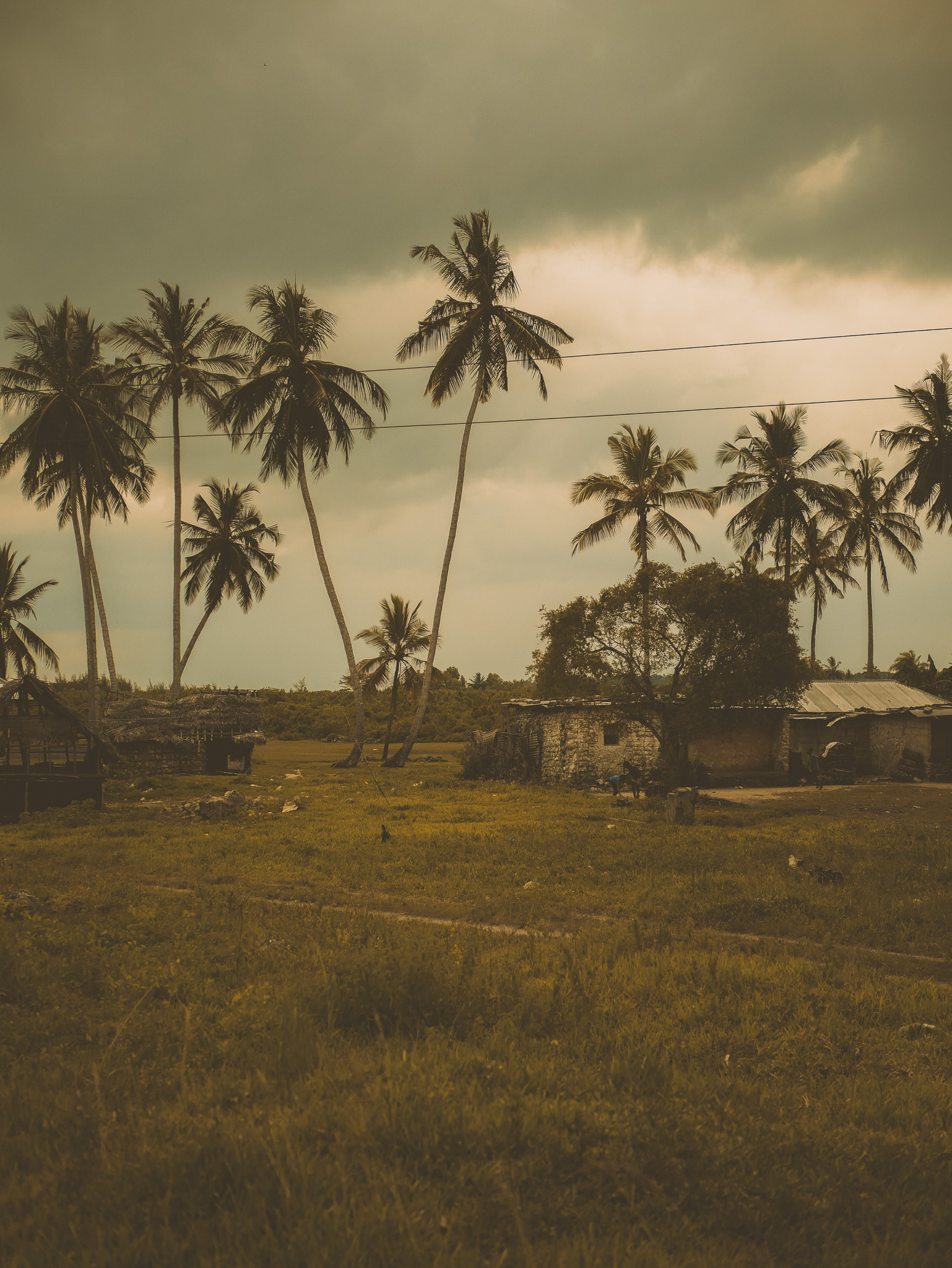 photo de palmiers à zanzibar