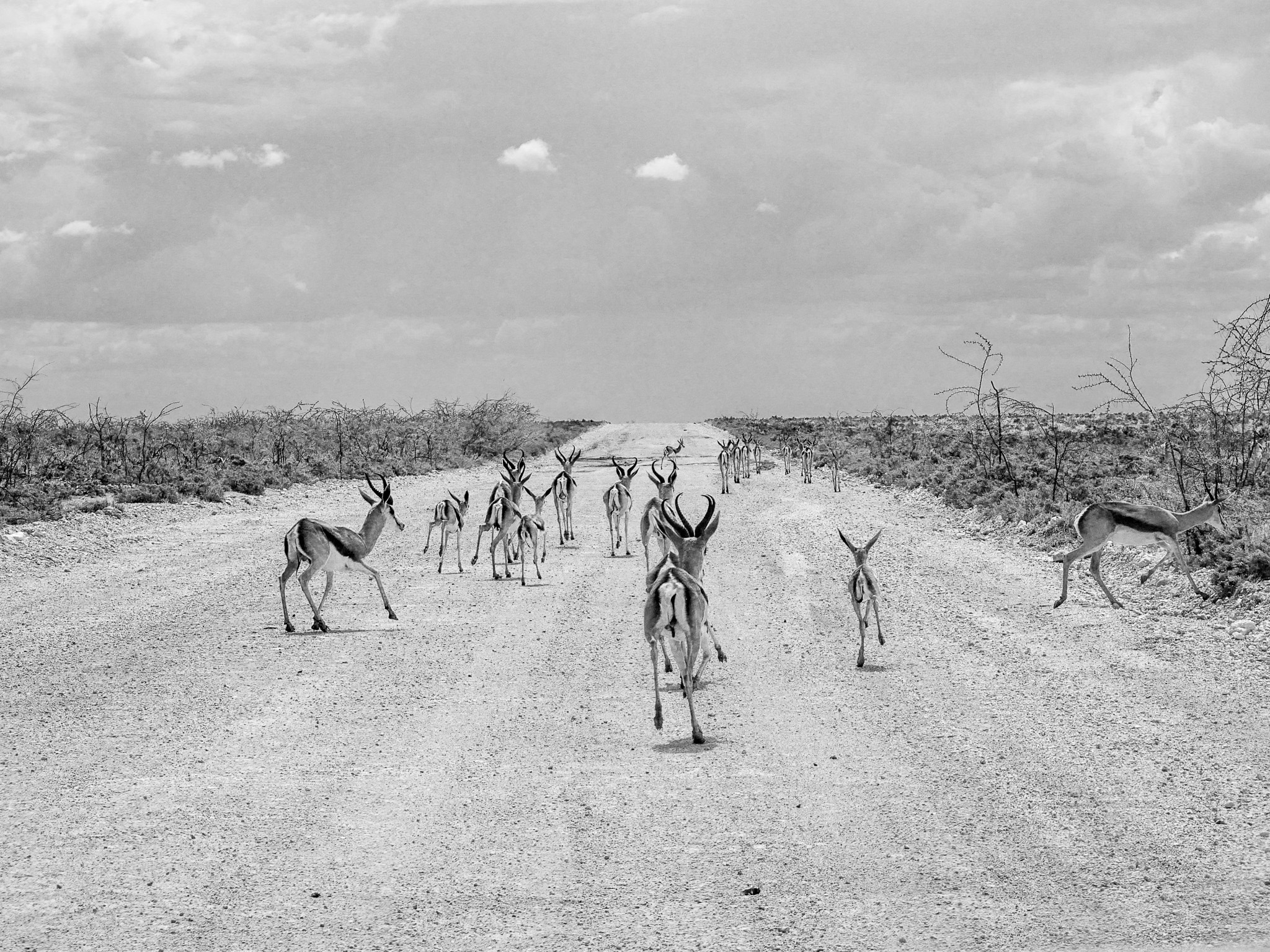 photos dans un parc national d'aurique Etosha en namibie