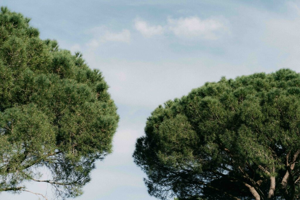 trees of the garden